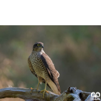 گونه قرقی Eurasian Sparrowhawk